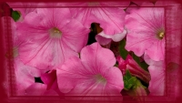 Pink Petunia